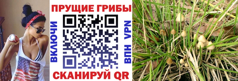 Галлюциногенные грибы GOLDEN TEACHER  Афипский 